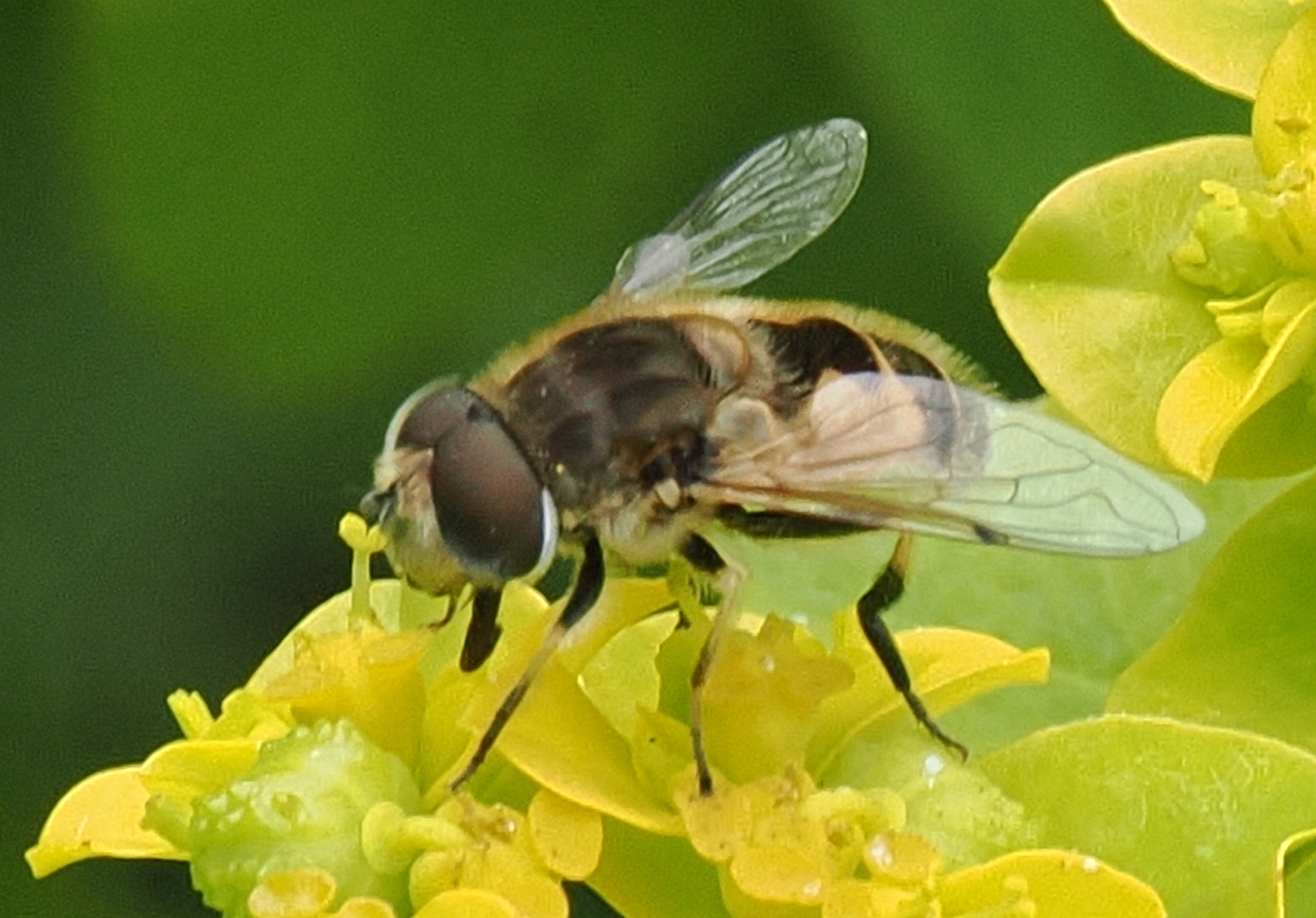Eristalis-arbustorum